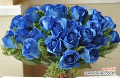 探索蓝色妖姬玫瑰花背后的花语之谜 以蓝色妖姬玫瑰花的花语为主题的文章