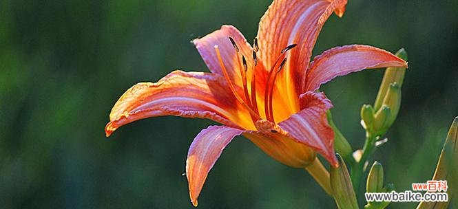 寻找内心平静的秘密武器 忘忧草——解忧消愁的神奇植物