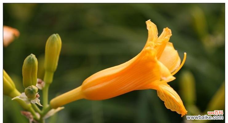 寻找内心平静的秘密武器 忘忧草——解忧消愁的神奇植物