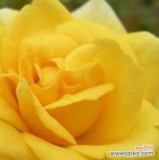 以花语传达的爱和友情 两朵黄玫瑰的意义