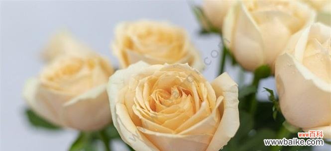 以花语传达的爱和友情 两朵黄玫瑰的意义