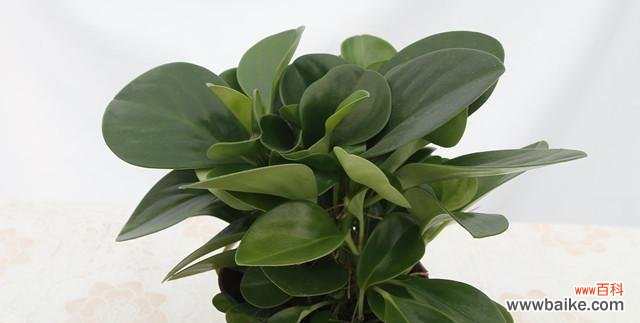 探究以豆瓣绿开花的好坏及其风水寓意 豆瓣绿开花的风水寓意