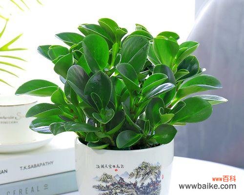 探究以豆瓣绿开花的好坏及其风水寓意 豆瓣绿开花的风水寓意