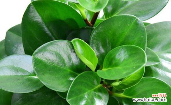 探究以豆瓣绿开花的好坏及其风水寓意 豆瓣绿开花的风水寓意