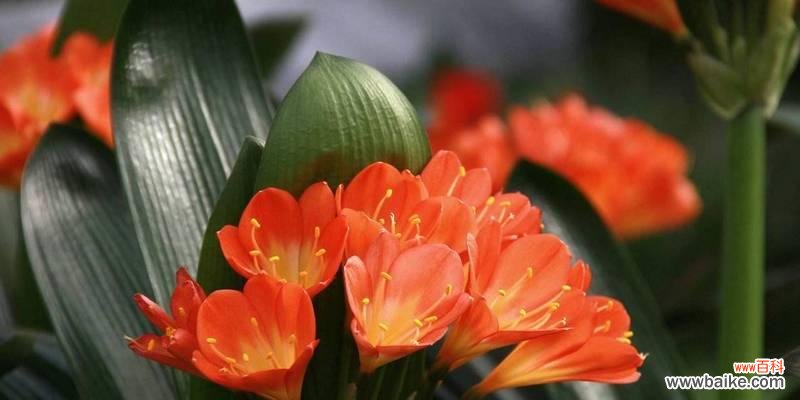 探索君子兰花名的历史渊源和文化内涵 君子兰花名的象征意义及文化传承