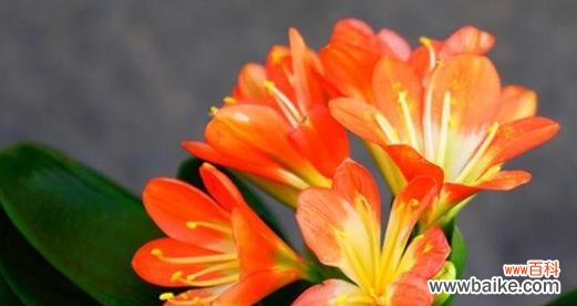 探索君子兰花名的历史渊源和文化内涵 君子兰花名的象征意义及文化传承