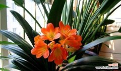 探索君子兰花名的历史渊源和文化内涵 君子兰花名的象征意义及文化传承