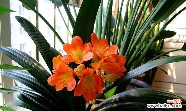 探索君子兰花名的历史渊源和文化内涵 君子兰花名的象征意义及文化传承