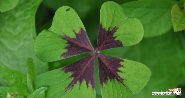 揭示兰花中三叶草的象征意义与秘密 兰花中的三叶草之美