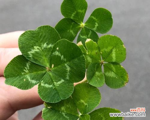 揭示兰花中三叶草的象征意义与秘密 兰花中的三叶草之美