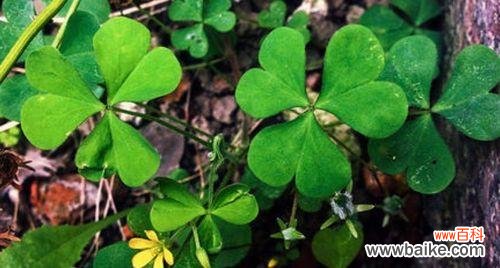 揭示兰花中三叶草的象征意义与秘密 兰花中的三叶草之美