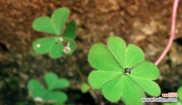 寻找四叶草 四叶草的花语
