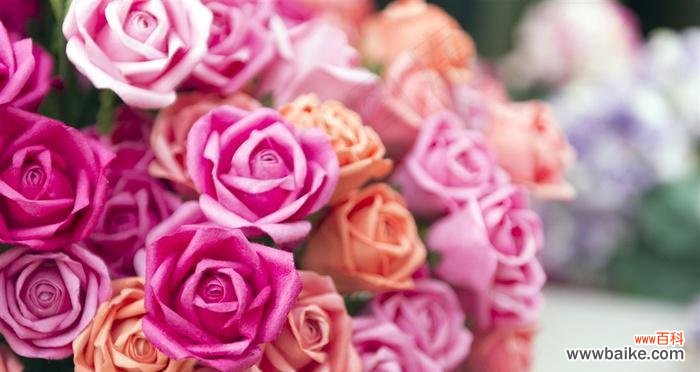 探寻粉色玫瑰的花语与意义 玫瑰花中的粉色力量