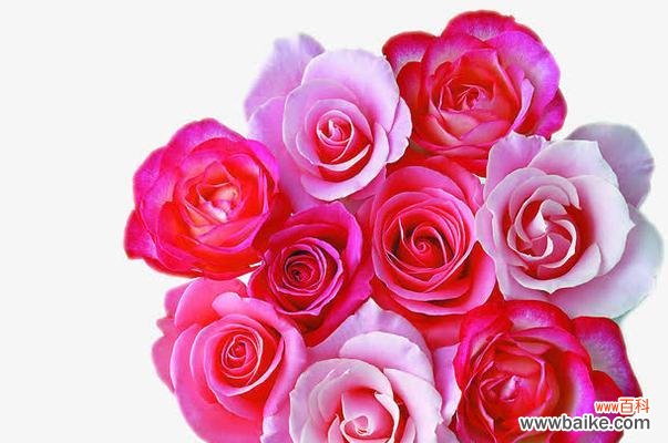 探寻粉色玫瑰的花语与意义 玫瑰花中的粉色力量