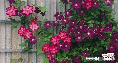 铁线莲的五彩人生探秘花色背后的含义 缤纷铁线莲花语与美丽