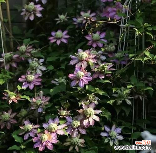 铁线莲的五彩人生探秘花色背后的含义 缤纷铁线莲花语与美丽