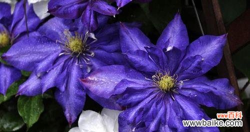 铁线莲的五彩人生探秘花色背后的含义 缤纷铁线莲花语与美丽