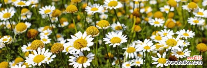 解读洋甘菊的象征与意义 洋甘菊的花语和寓意