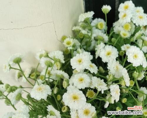 解读洋甘菊的象征与意义 洋甘菊的花语和寓意