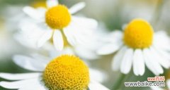 解读洋甘菊的象征与意义 洋甘菊的花语和寓意