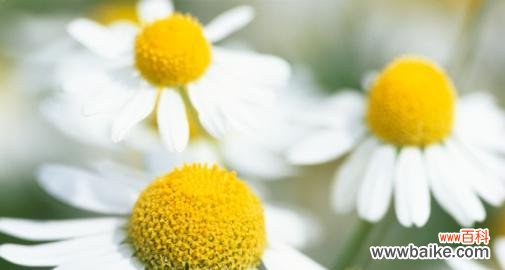 解读洋甘菊的象征与意义 洋甘菊的花语和寓意