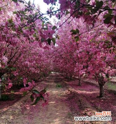 探寻美丽花朵背后的含义 日本海棠花花语的深意