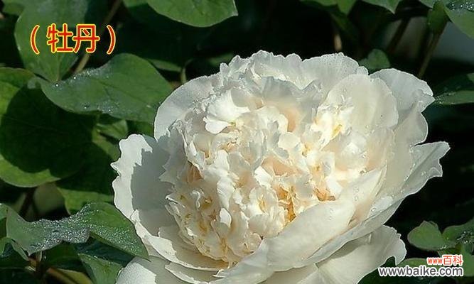 白牡丹花带来的好运与福气 白牡丹花的风水寓意与作用