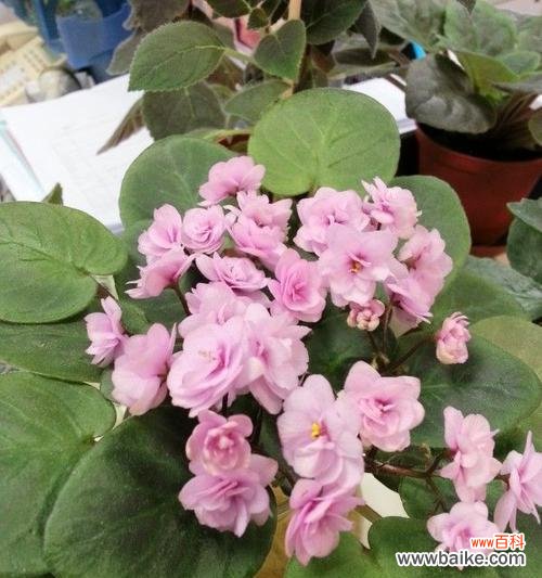 探索堇花的种类和含义 堇花的花语与美丽多姿