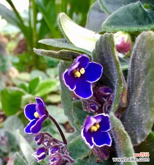 探索堇花的种类和含义 堇花的花语与美丽多姿