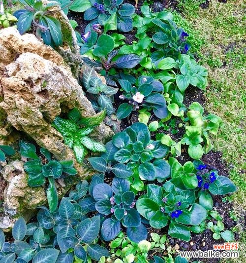 探索堇花的种类和含义 堇花的花语与美丽多姿