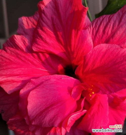 用花的语言诠释纯洁友谊 花开纯洁，友谊永存