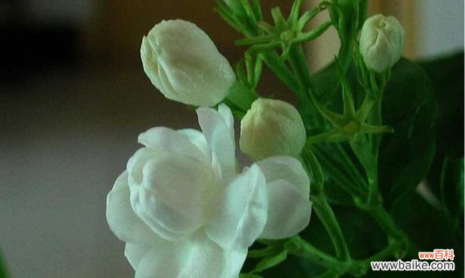 用花的语言诠释纯洁友谊 花开纯洁，友谊永存