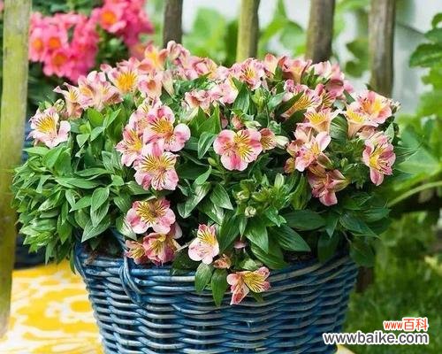 用花的语言诠释纯洁友谊 花开纯洁，友谊永存