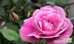 揭示粉色月季花背后的情感寓意与生活启示 粉色月季花的象征与寓意