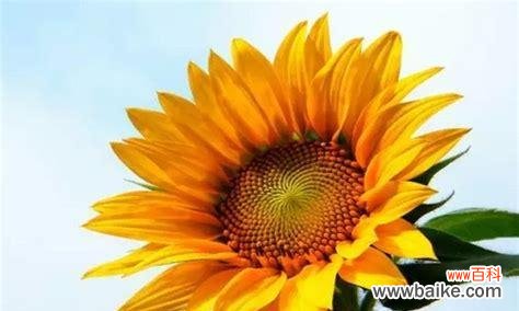 以向日葵的寓意和花语解读太阳花之美 向日葵