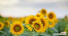以向日葵的寓意和花语解读太阳花之美 向日葵