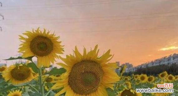 以向日葵的寓意和花语解读太阳花之美 向日葵