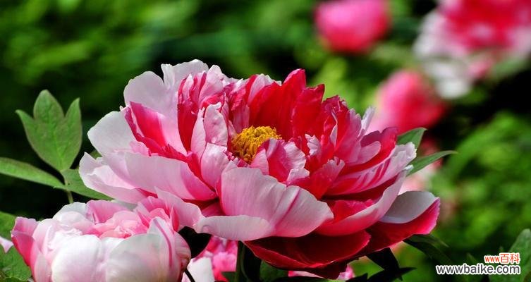 揭示中国国花牡丹的多重象征与文化价值 牡丹的象征意义及文化内涵