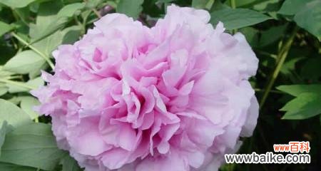 揭示中国国花牡丹的多重象征与文化价值 牡丹的象征意义及文化内涵