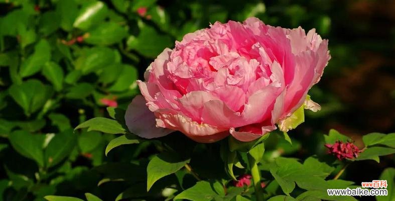 揭示中国国花牡丹的多重象征与文化价值 牡丹的象征意义及文化内涵