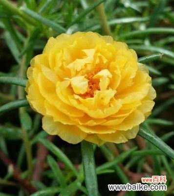 探索以太阳花作为象征的深层含义与背后的意义 以太阳花的象征意义——力量与希望