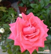 用花语编织友谊的纽带 友情之花