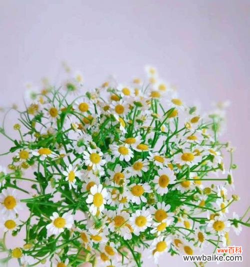 用花语编织友谊的纽带 友情之花