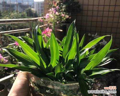 百合竹花的生长环境 百合竹花的意义——美丽与坚韧并存