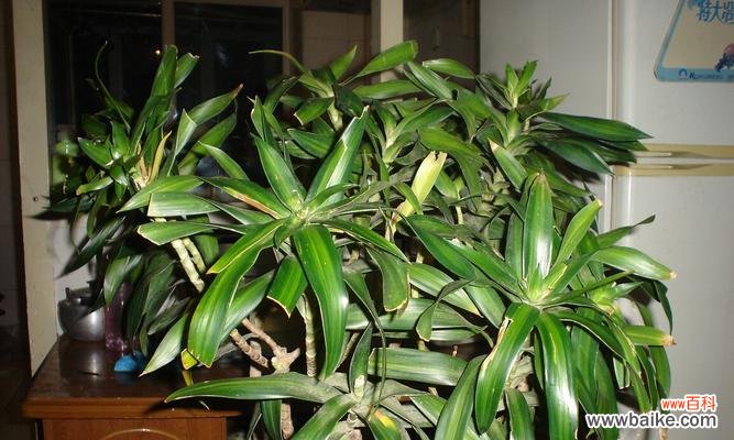 百合竹花的生长环境 百合竹花的意义——美丽与坚韧并存