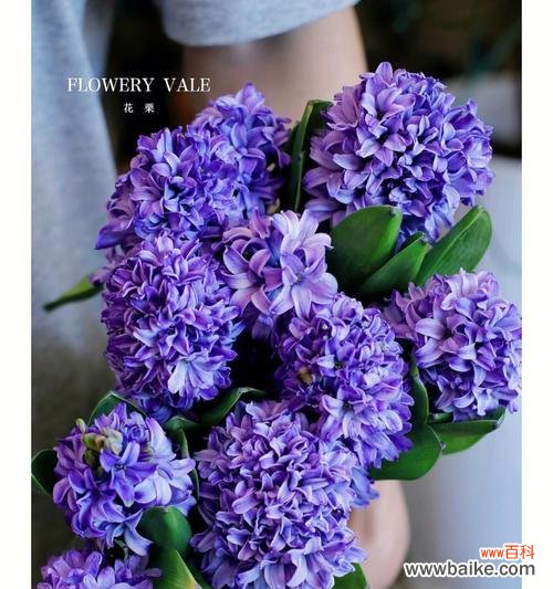 花语中的美丽与寓意 风信子的象征意义