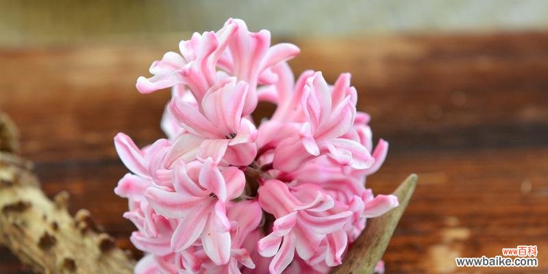 花语中的美丽与寓意 风信子的象征意义