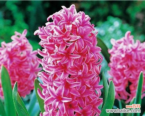 花语中的美丽与寓意 风信子的象征意义