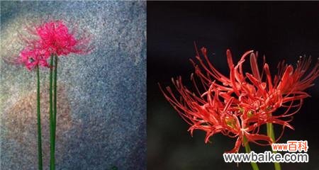 探寻彼岸花的神秘之意 彼岸花的花语及其含义