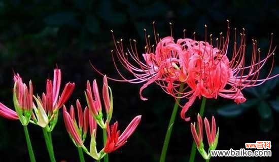 探寻彼岸花的神秘之意 彼岸花的花语及其含义